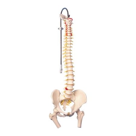 Fabrication Enterprises 3B Anatomical Model - Flexible Spine, Classic, Femur Heads 12-4530